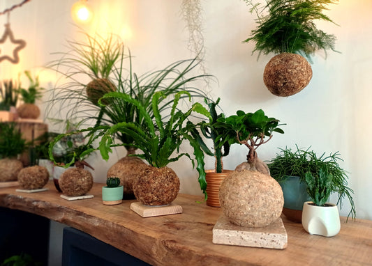 Kokedama durée de vie | Comment peut-on la prolonger ?