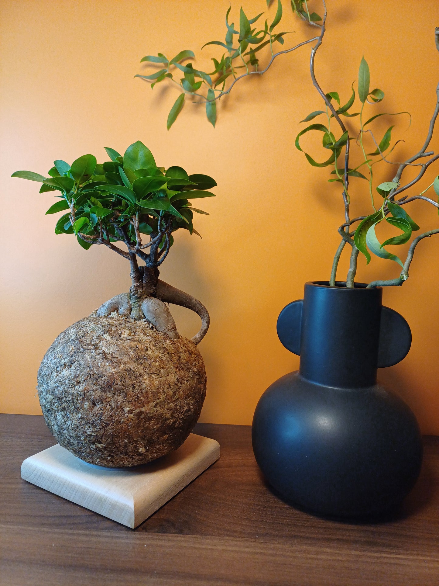 Ficus ginseng - Boulkimouss