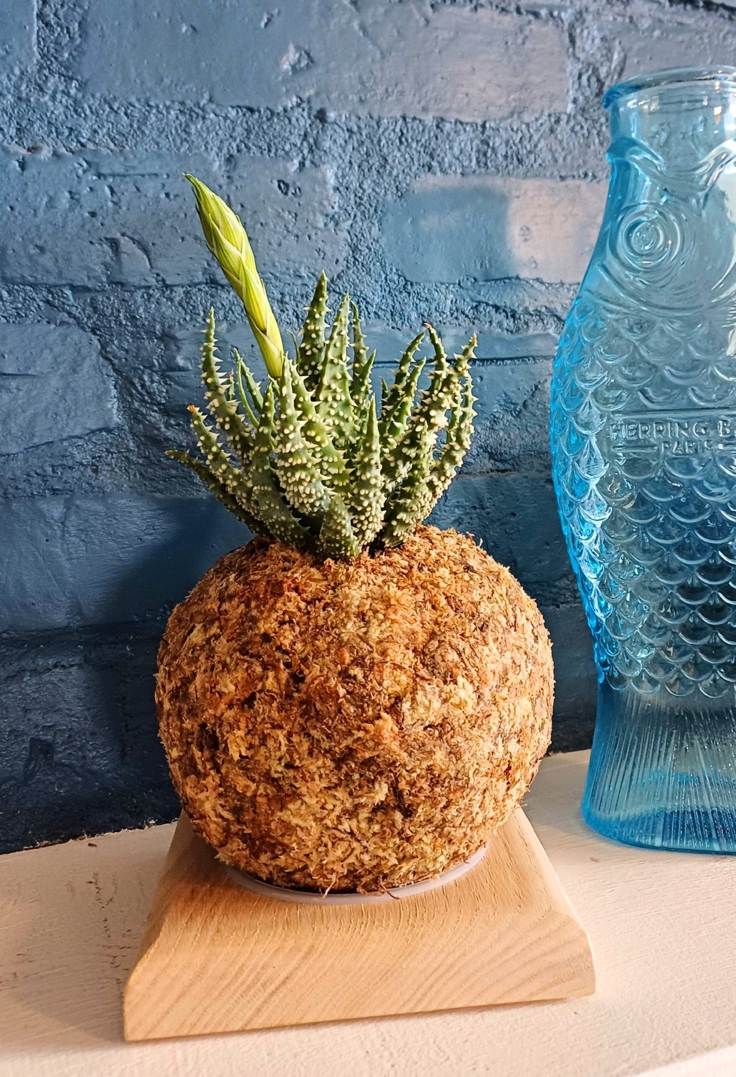 Aloe Humilis