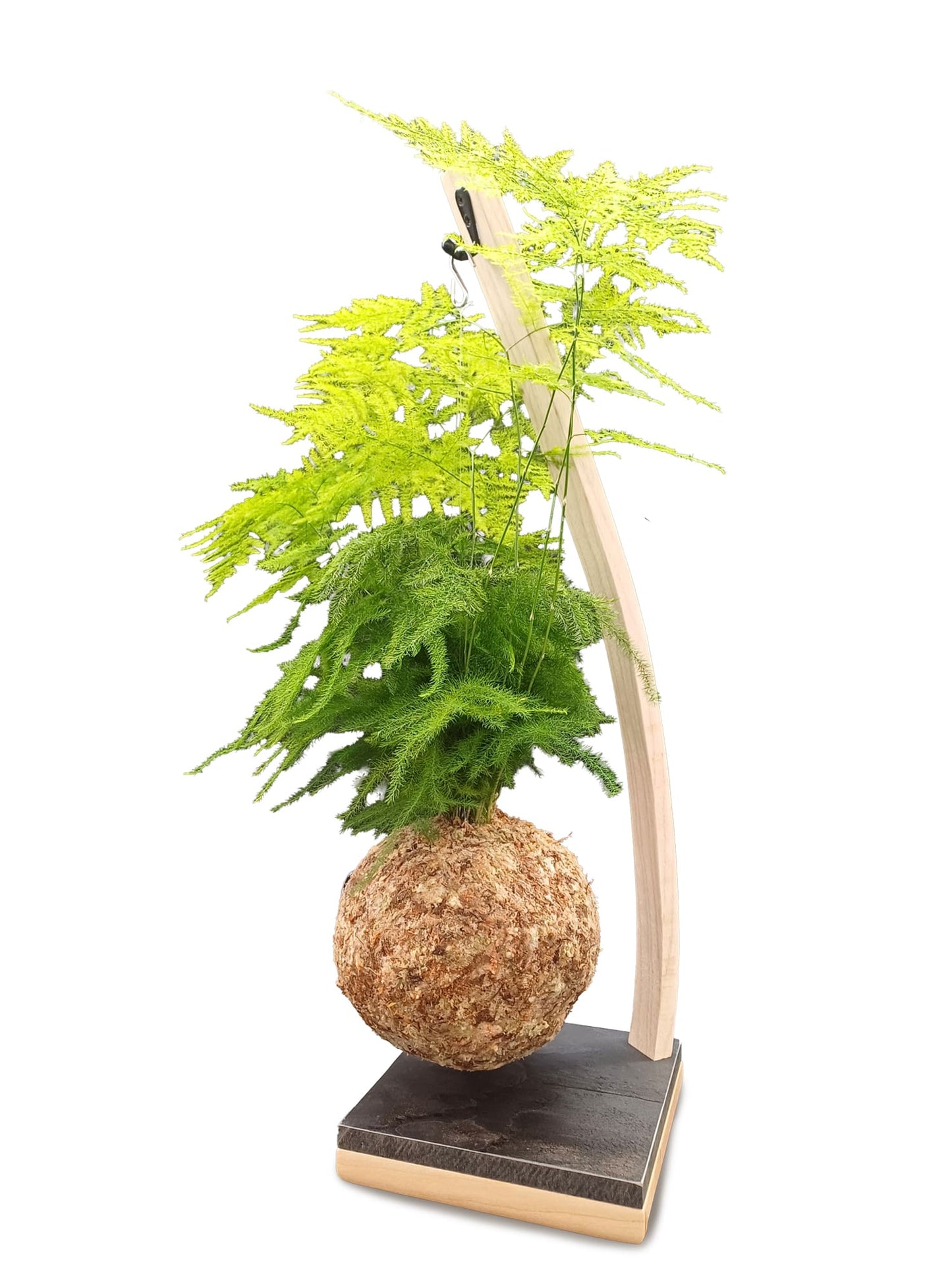 Asparagus sur arche