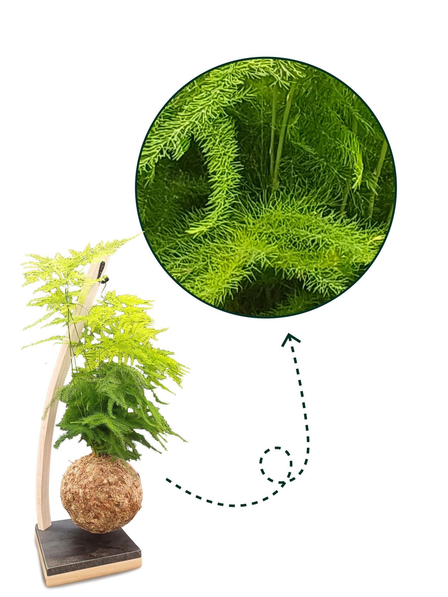Asparagus sur arche