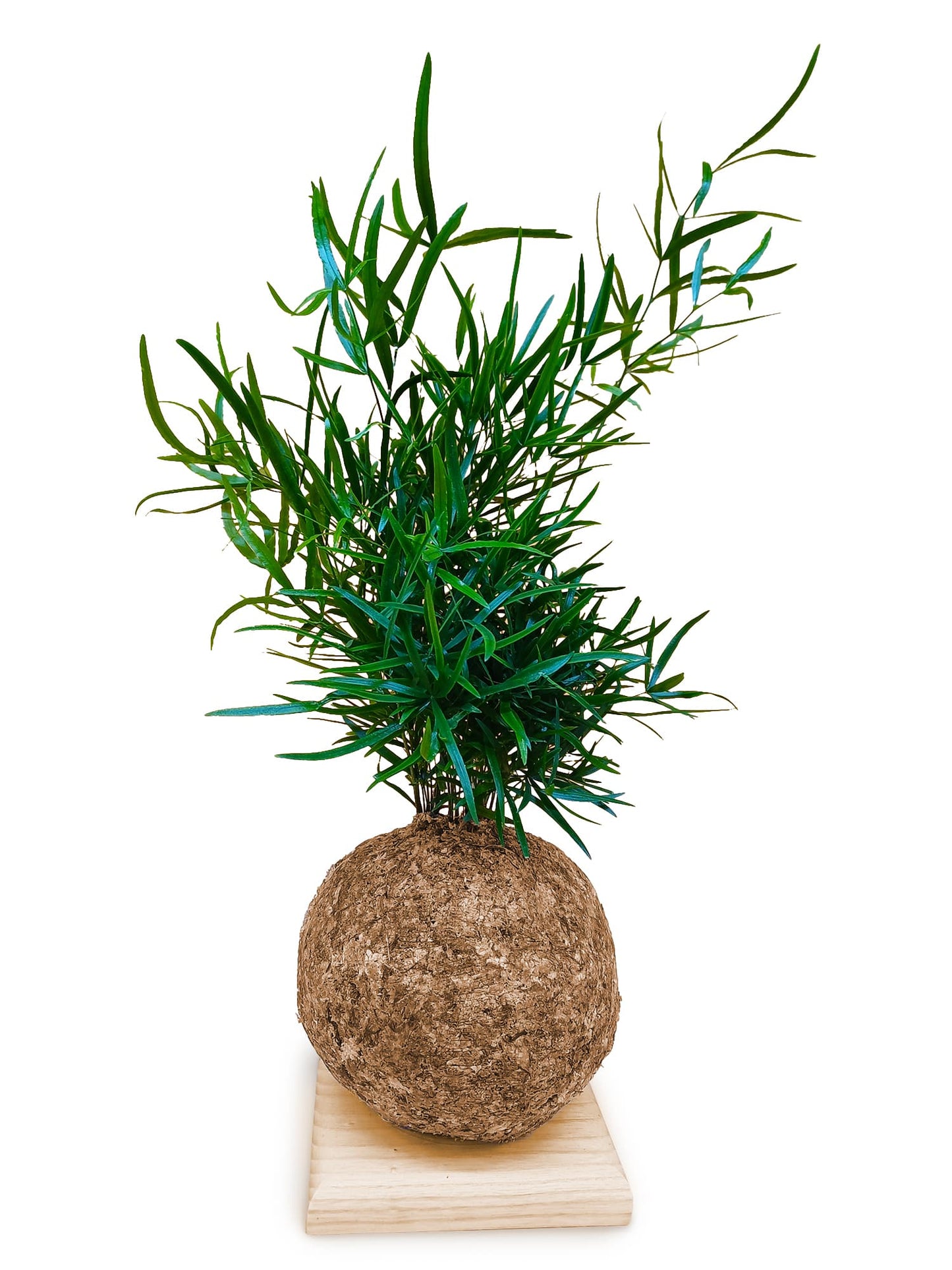 Asparagus falcatus
