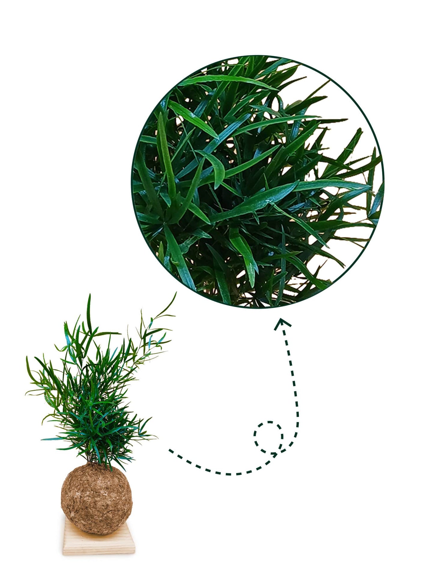 Asparagus falcatus