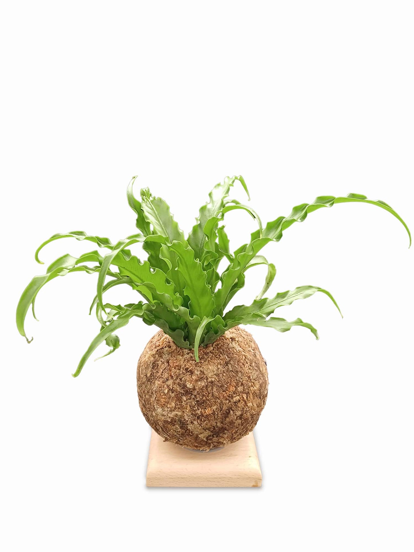 Asplenium S