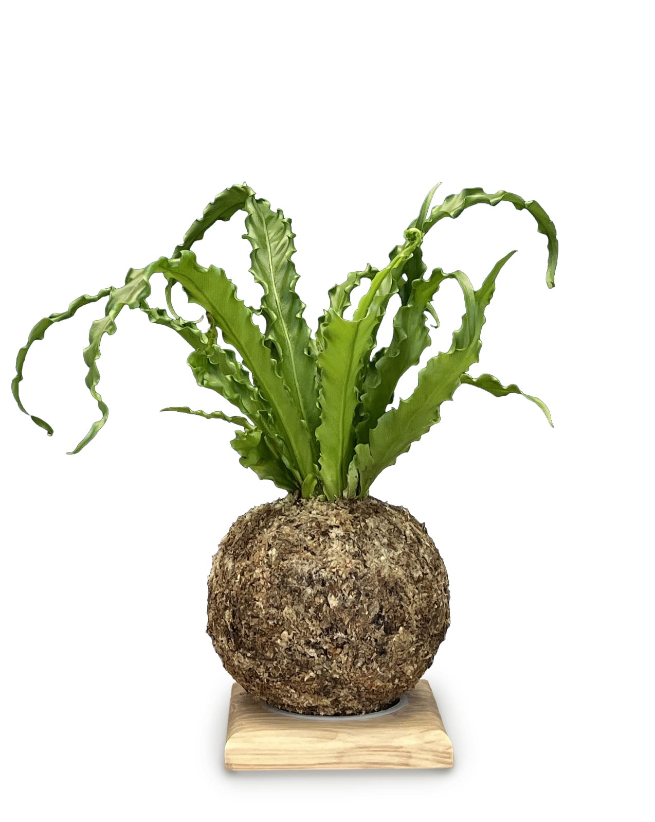Asplenium - Boulkimouss