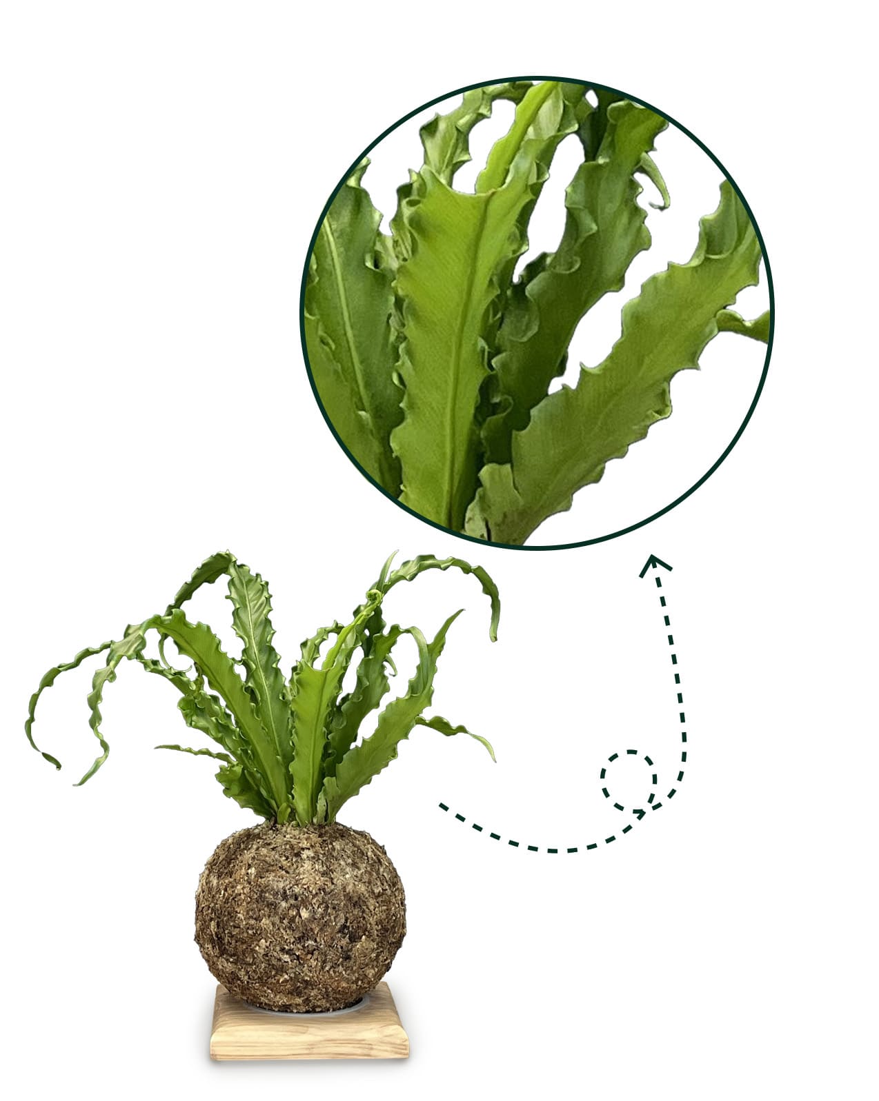 Asplenium - Boulkimouss