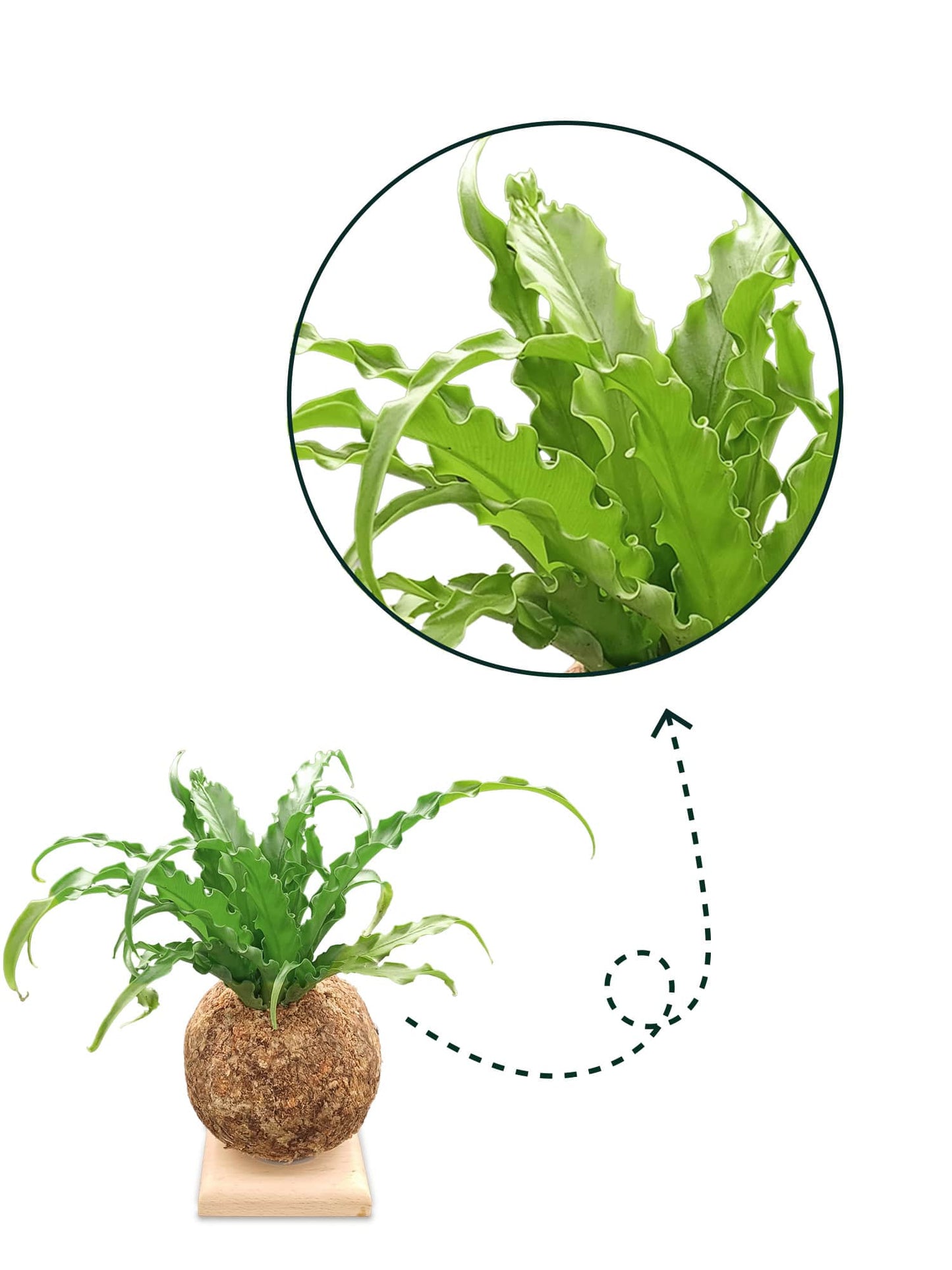 Asplenium S