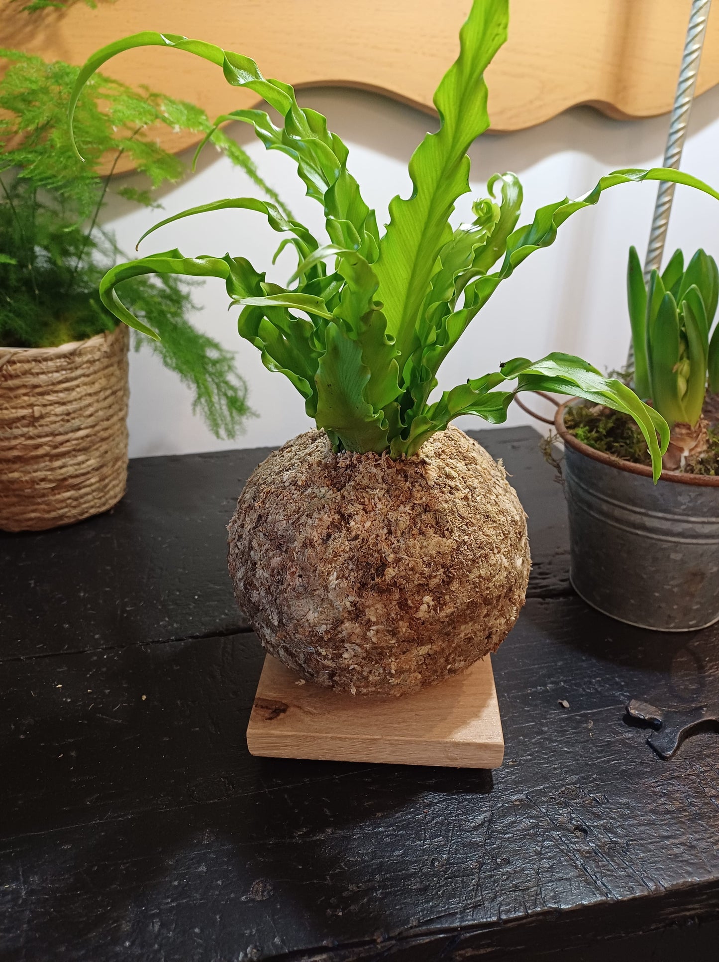 Asplenium S