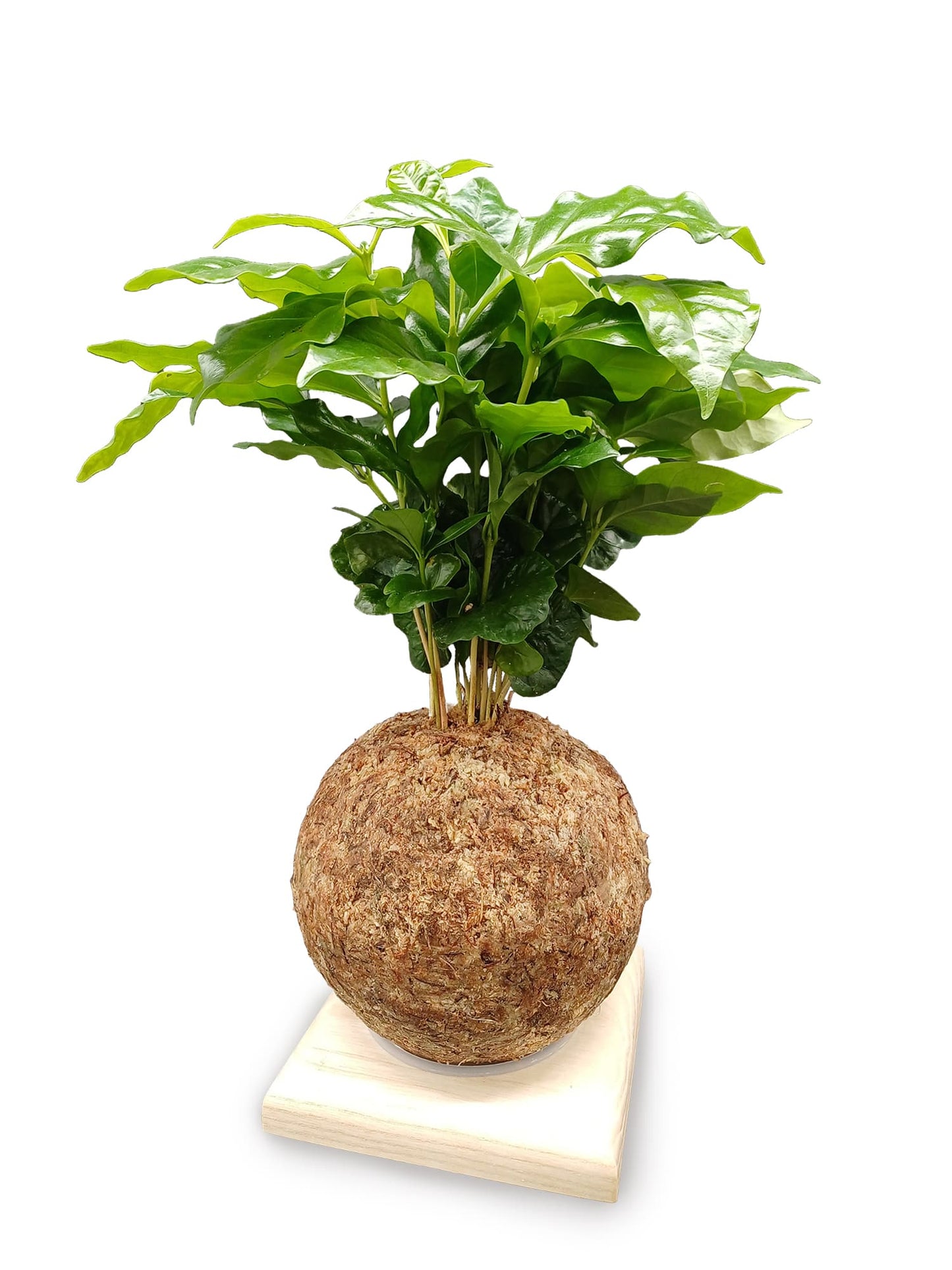 Coffea arabica - Boulkimouss