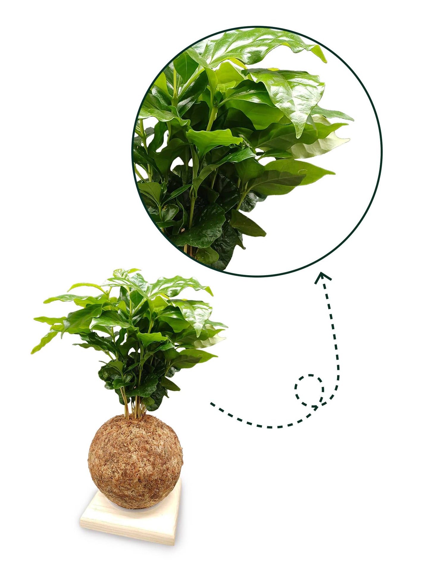 Coffea arabica - Boulkimouss
