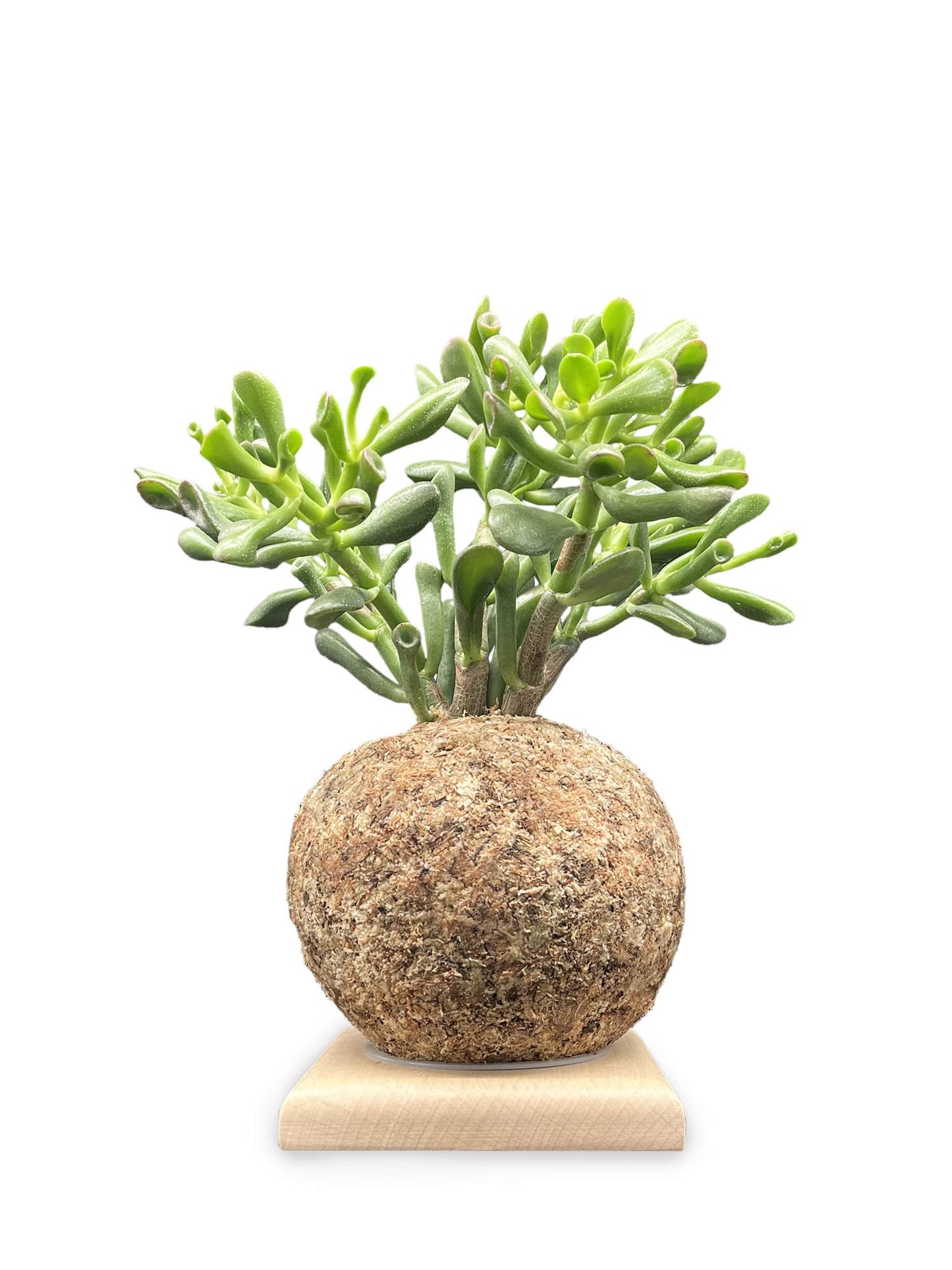Crassula Gollum - Boulkimouss