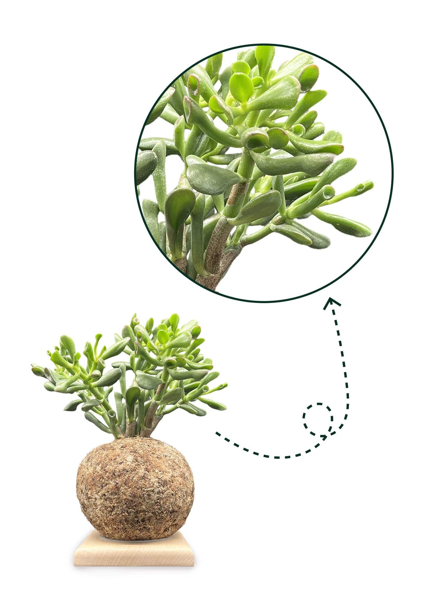 Crassula Gollum - Boulkimouss