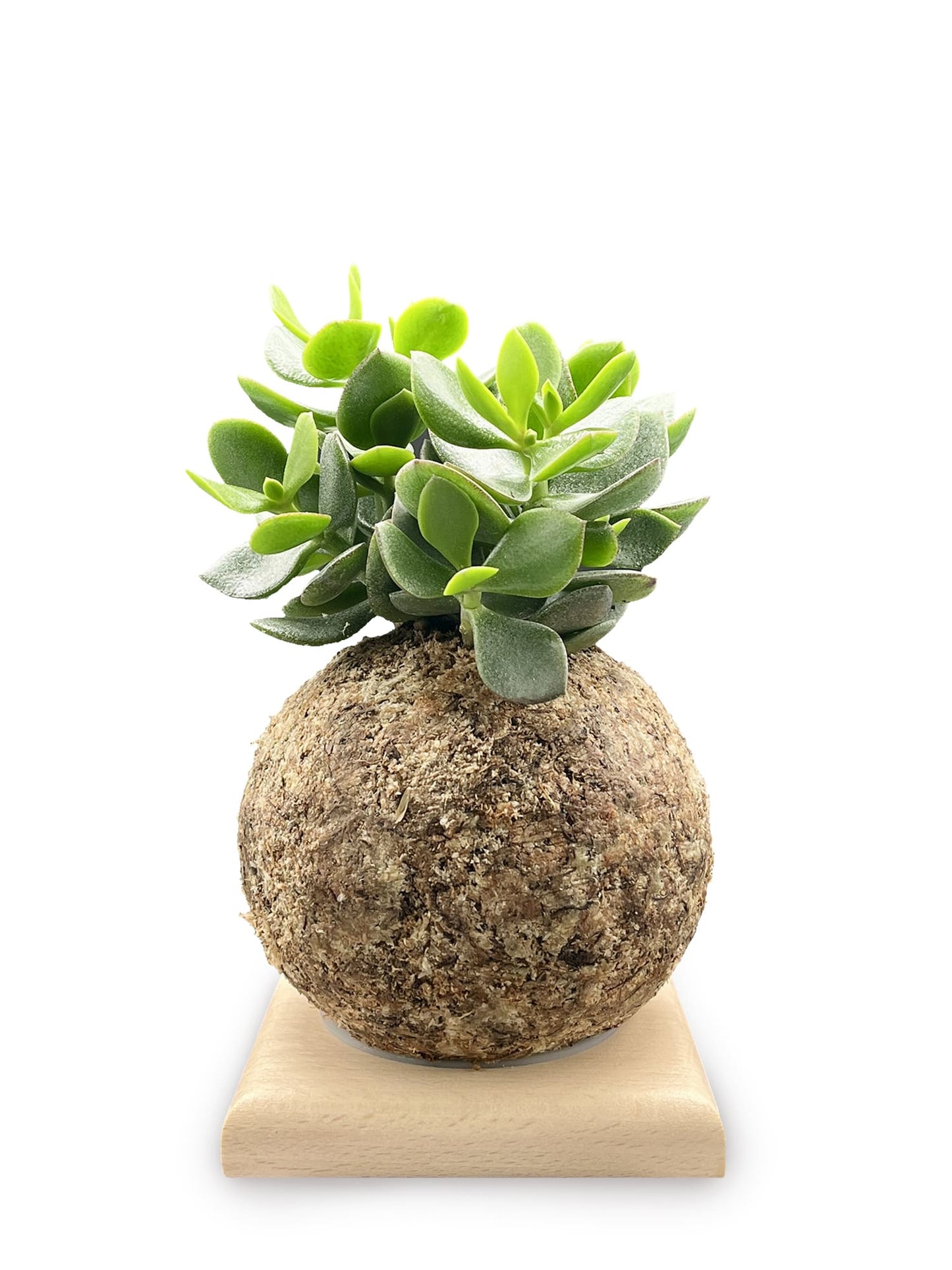 Crassula Hulk - Boulkimouss