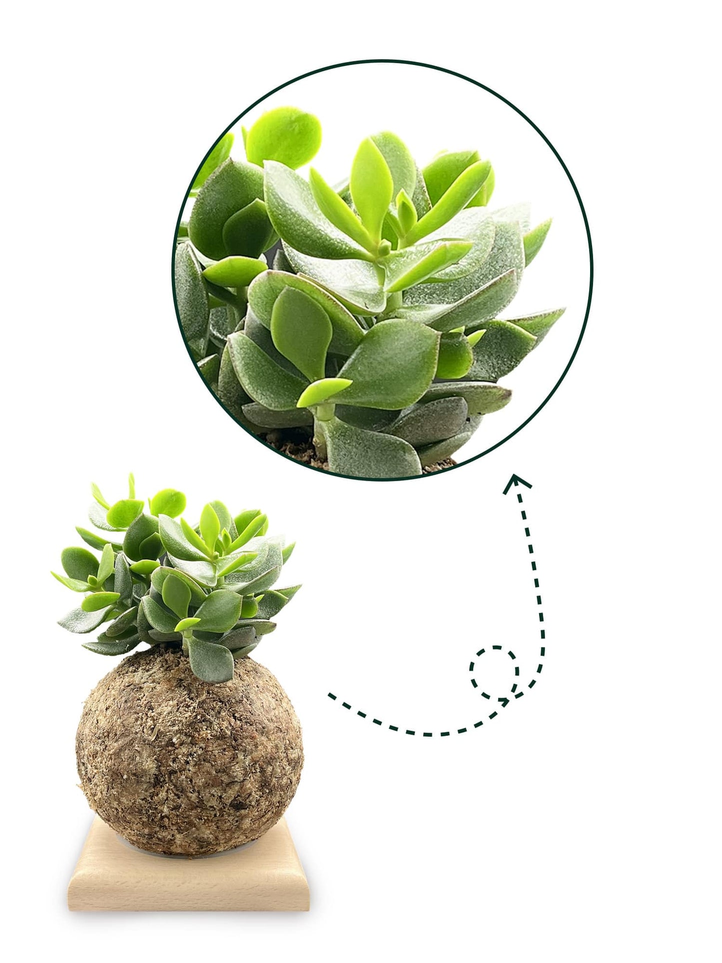 Crassula Hulk - Boulkimouss