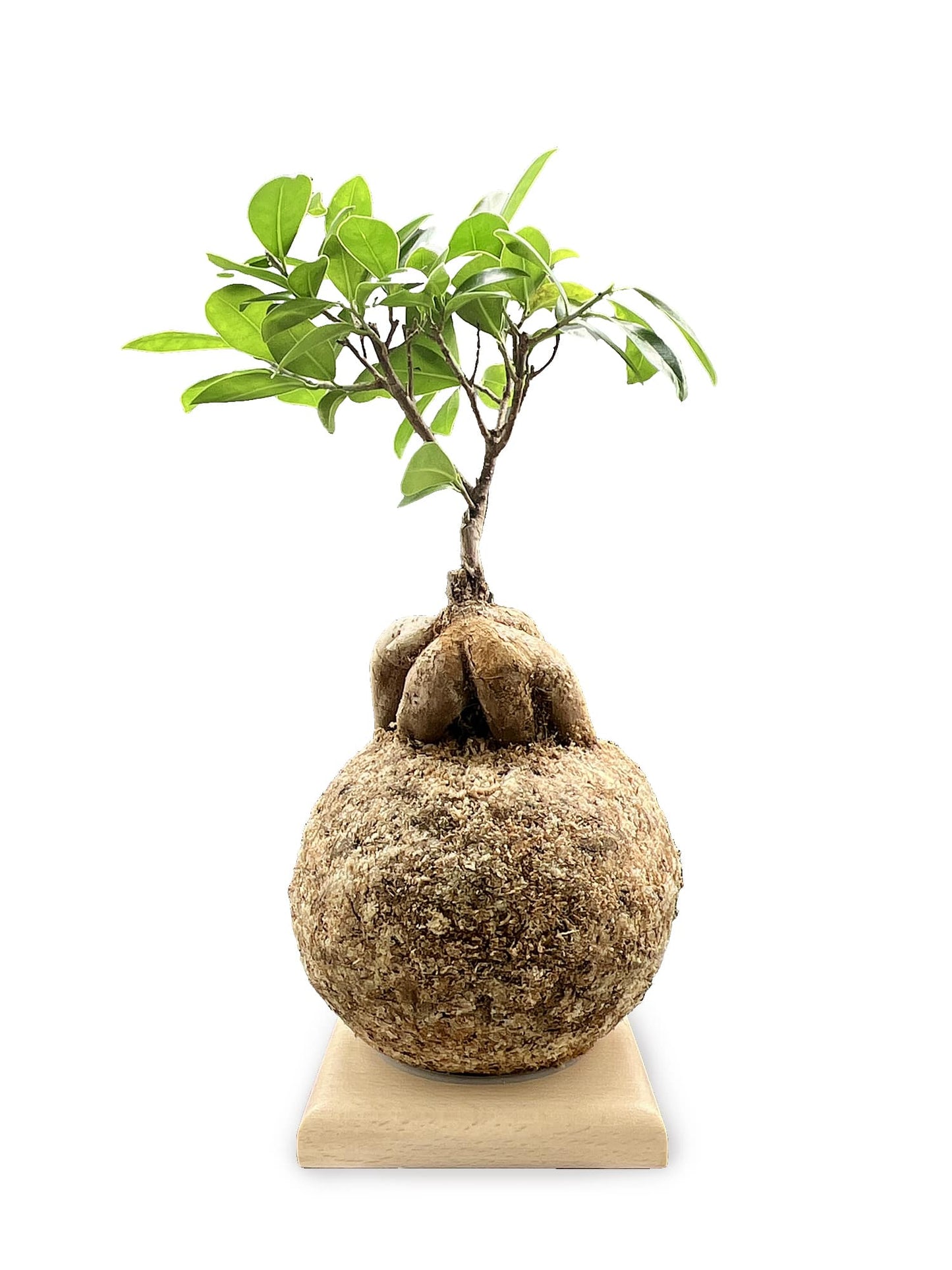 Ficus ginseng - Boulkimouss