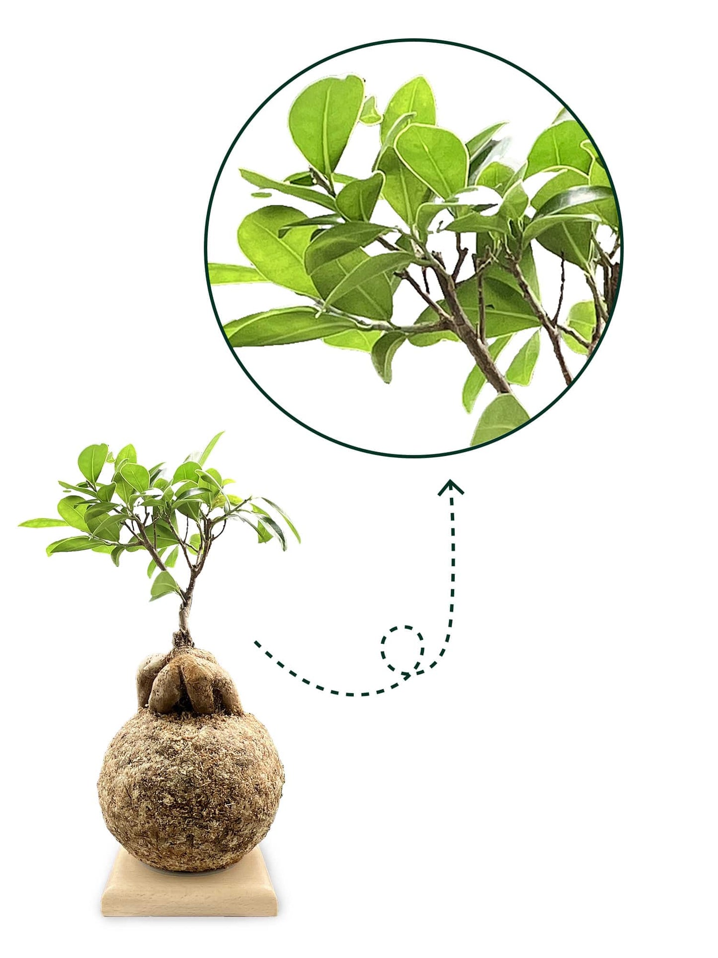 Ficus ginseng - Boulkimouss