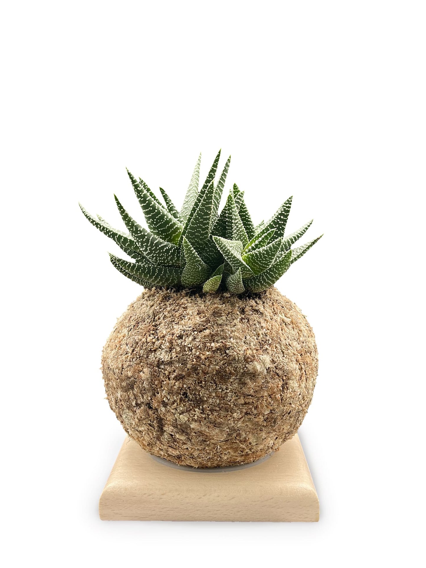 Gasterhaworthia - Boulkimouss