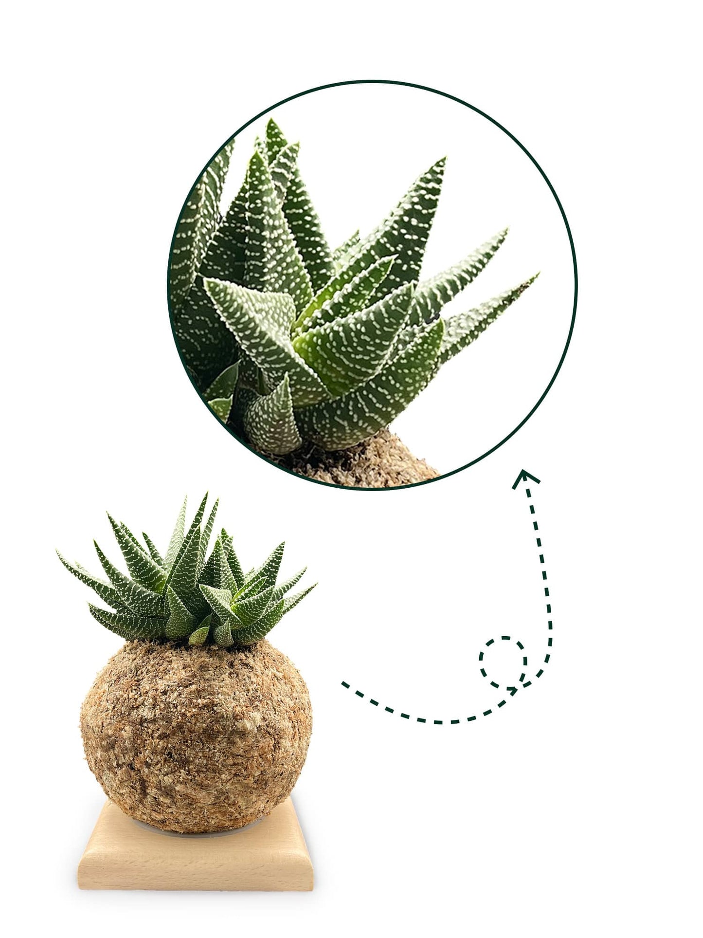 Gasterhaworthia - Boulkimouss