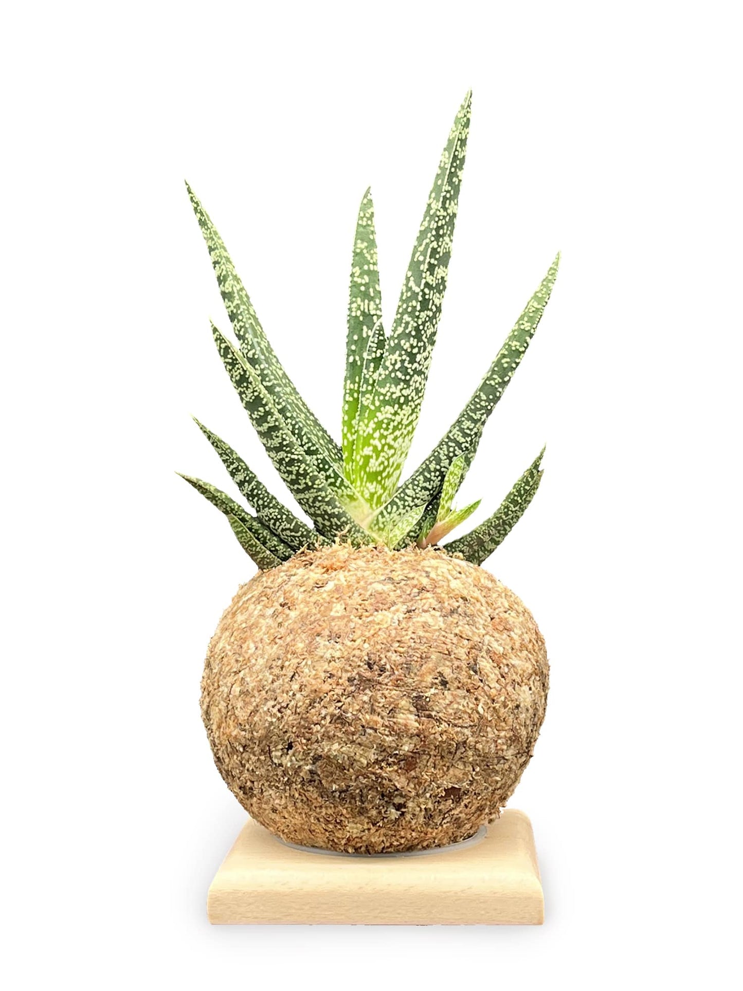 Gasteria carinata - Boulkimouss