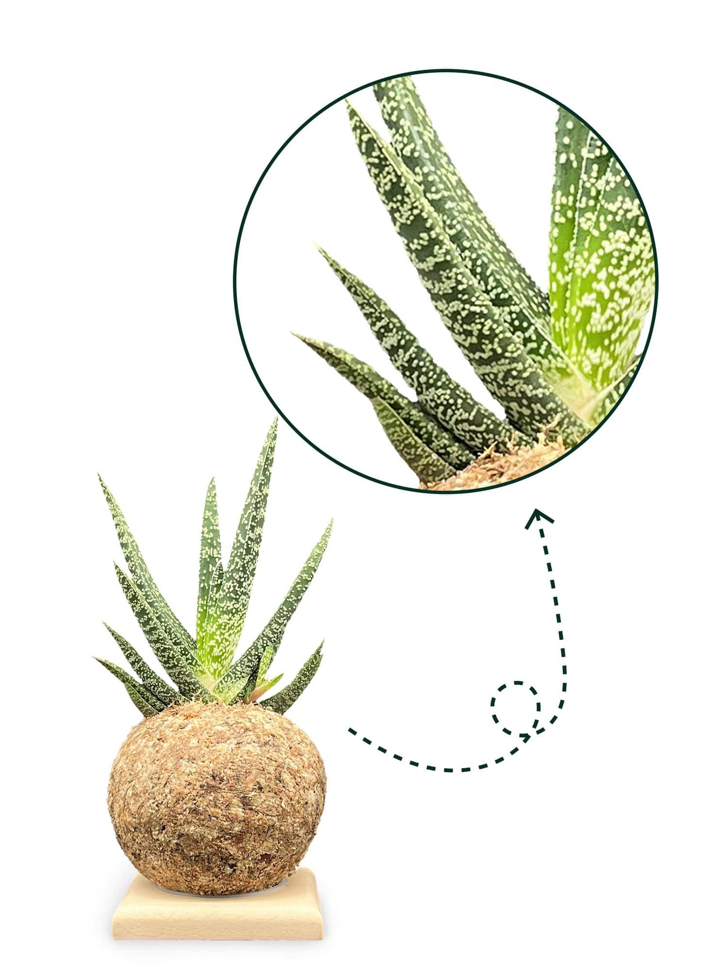 Gasteria carinata - Boulkimouss