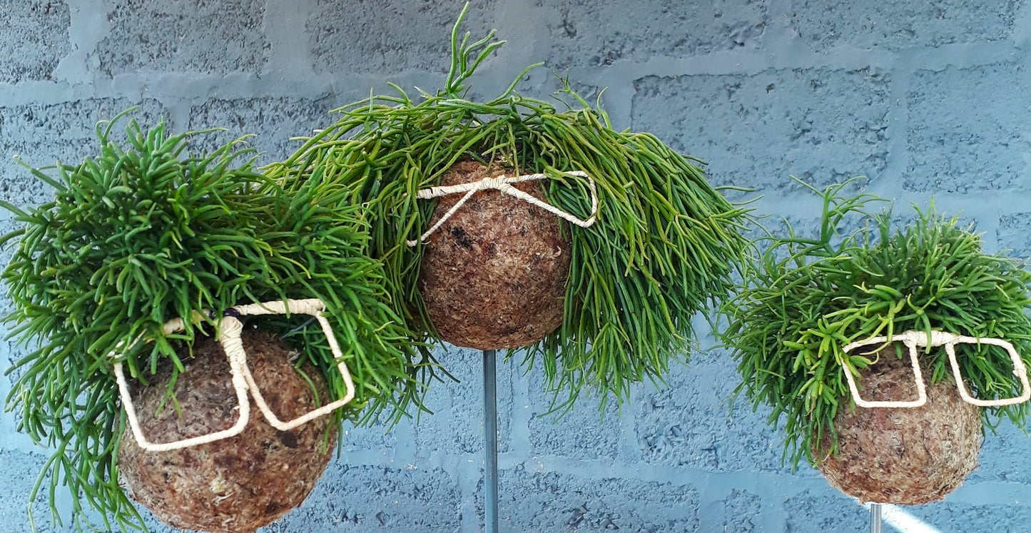 Rhipsalis cashero - Boulkimouss