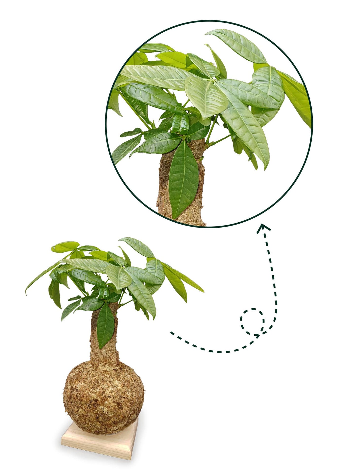 Pachira aquatica - Boulkimouss