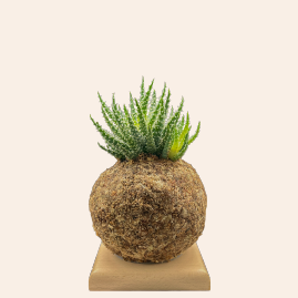 Aloe Humilis - Boulkimouss