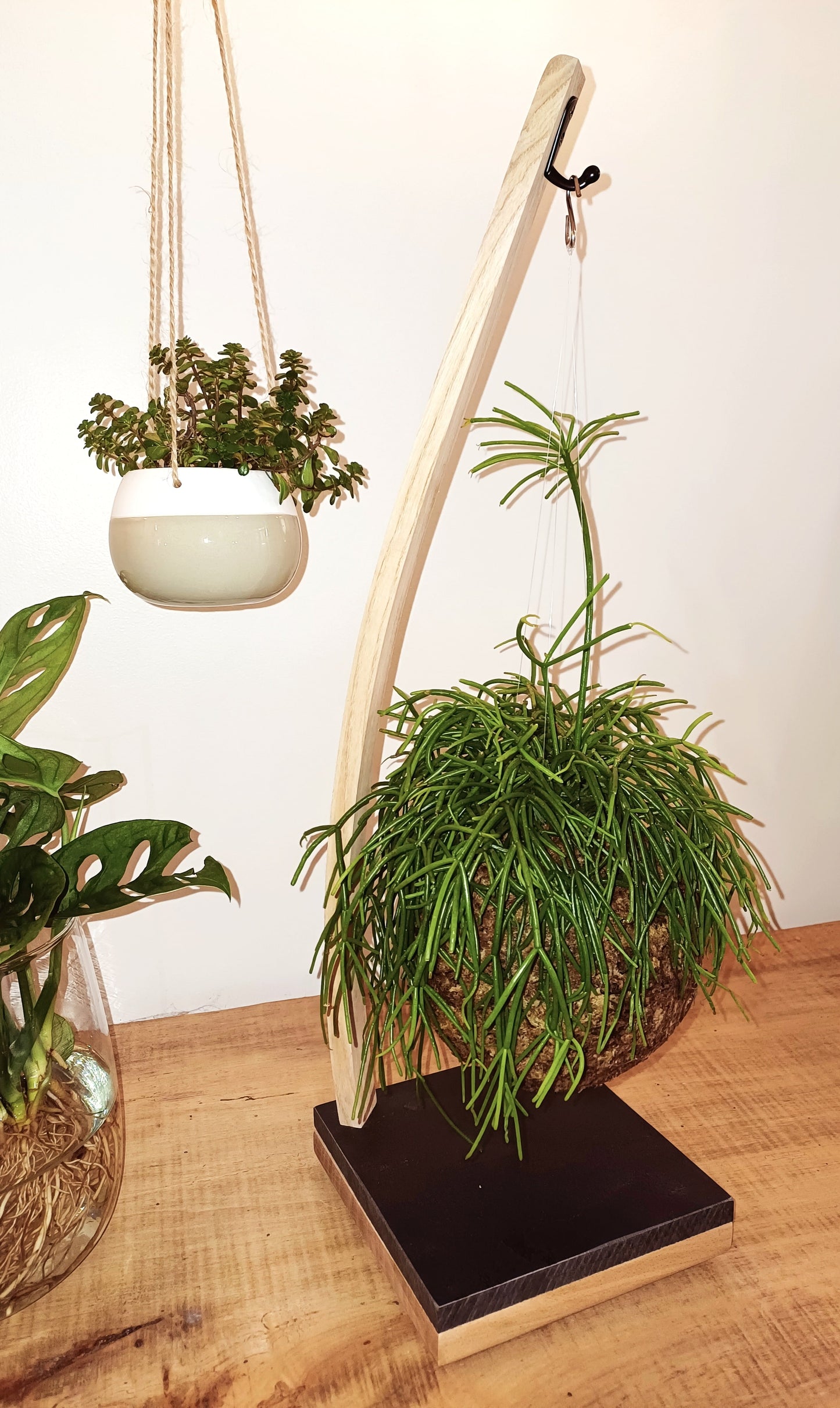Rhipsalis sur arche
