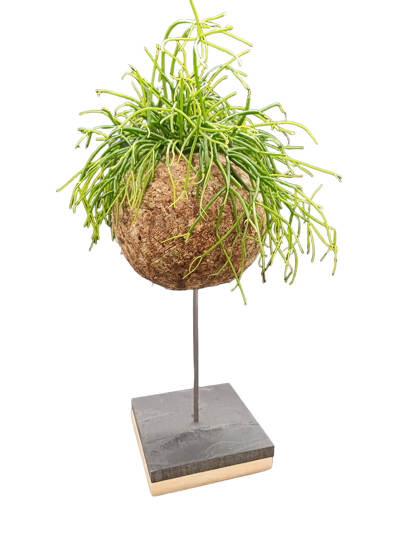 Rhipsalis
