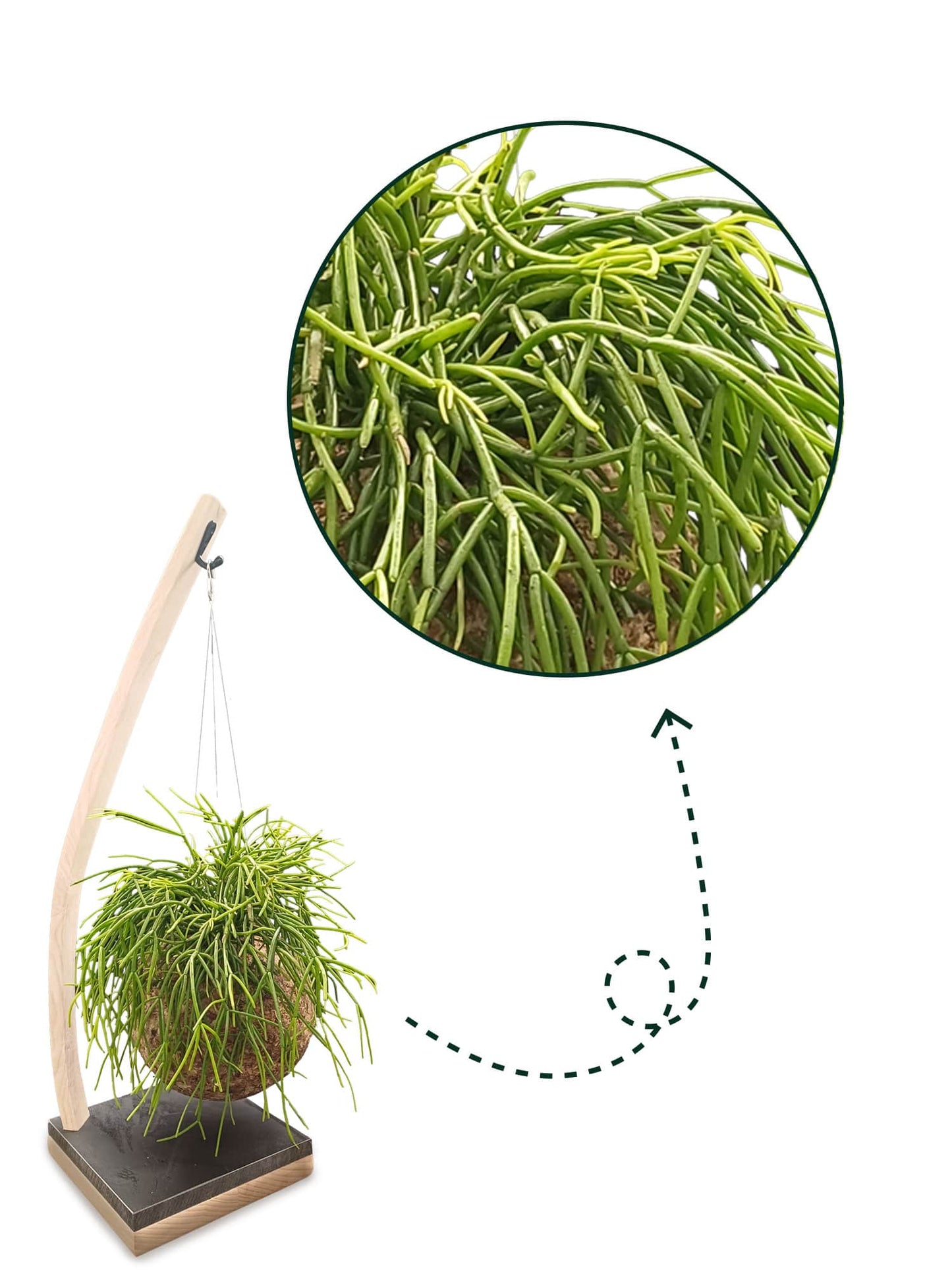 Rhipsalis sur arche