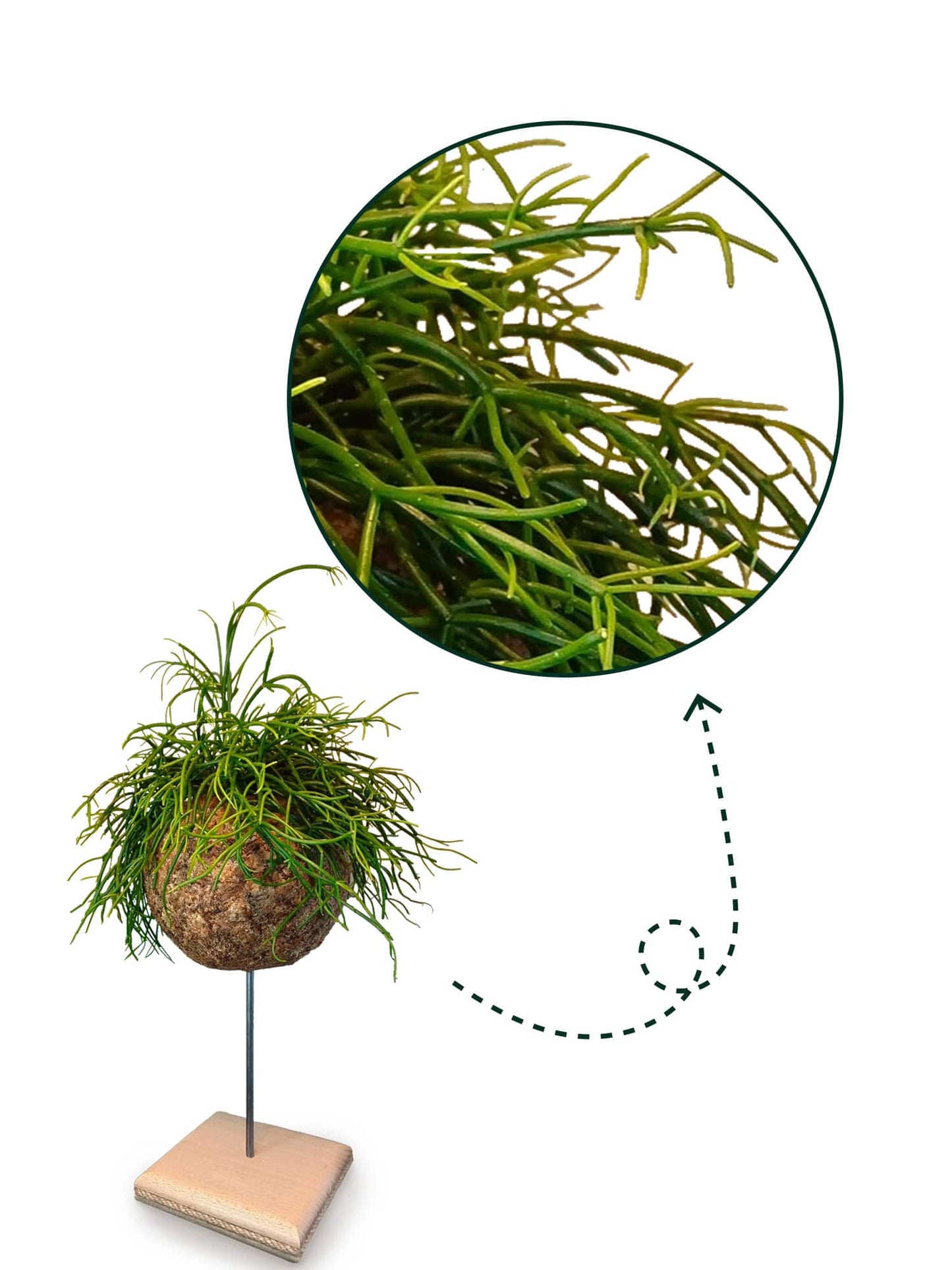 Rhipsalis cashero - Boulkimouss