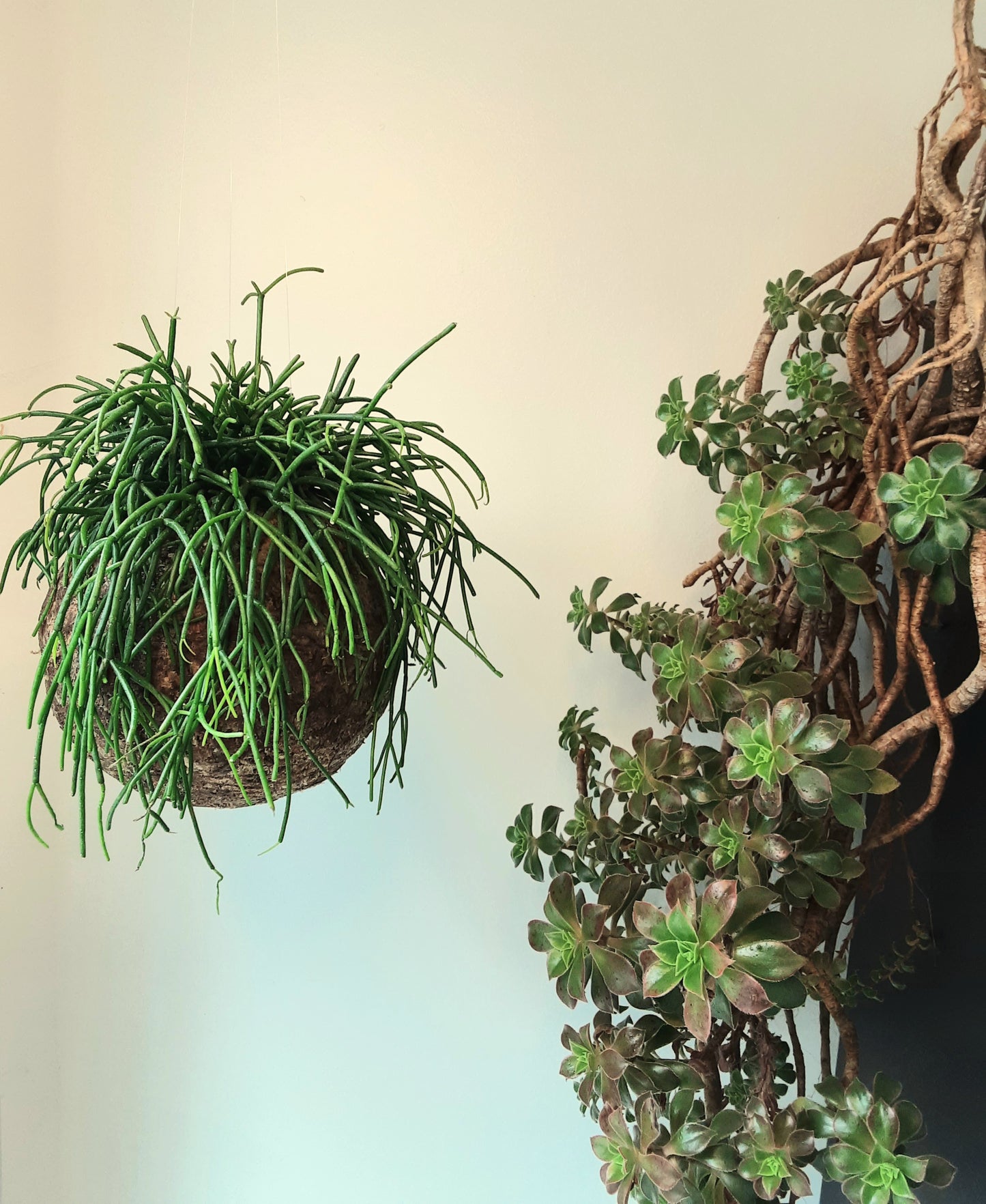 Rhipsalis cashero - Boulkimouss