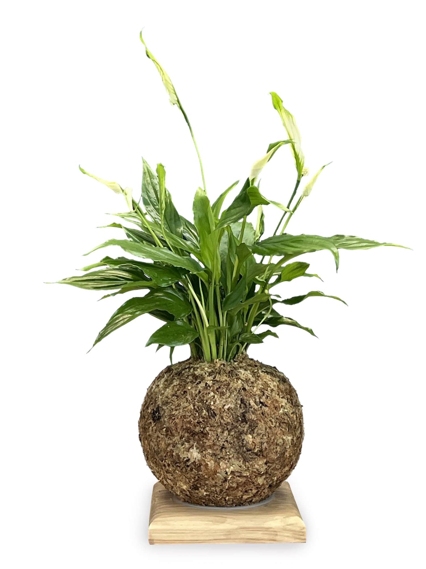 Spathiphyllum - Boulkimouss