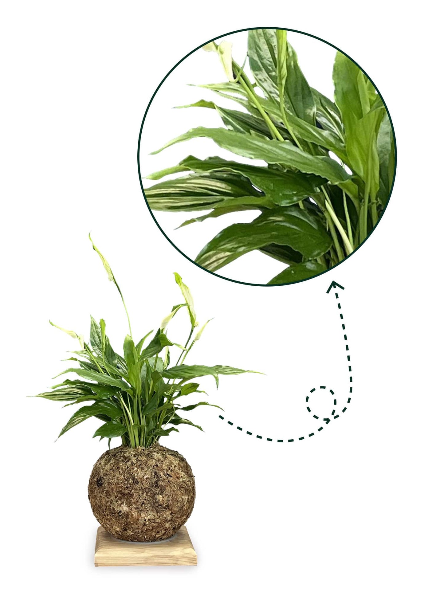 Spathiphyllum - Boulkimouss