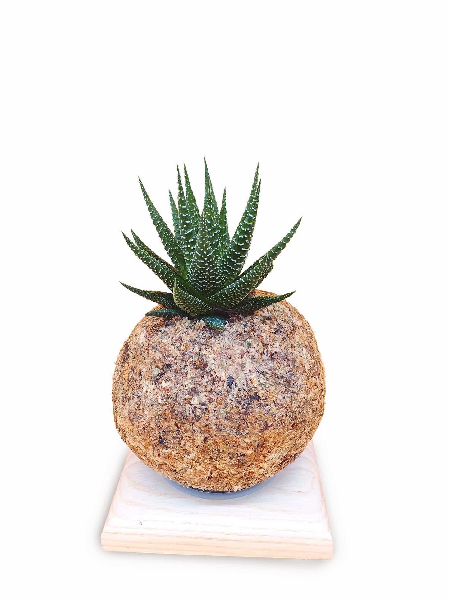 Haworthia universe