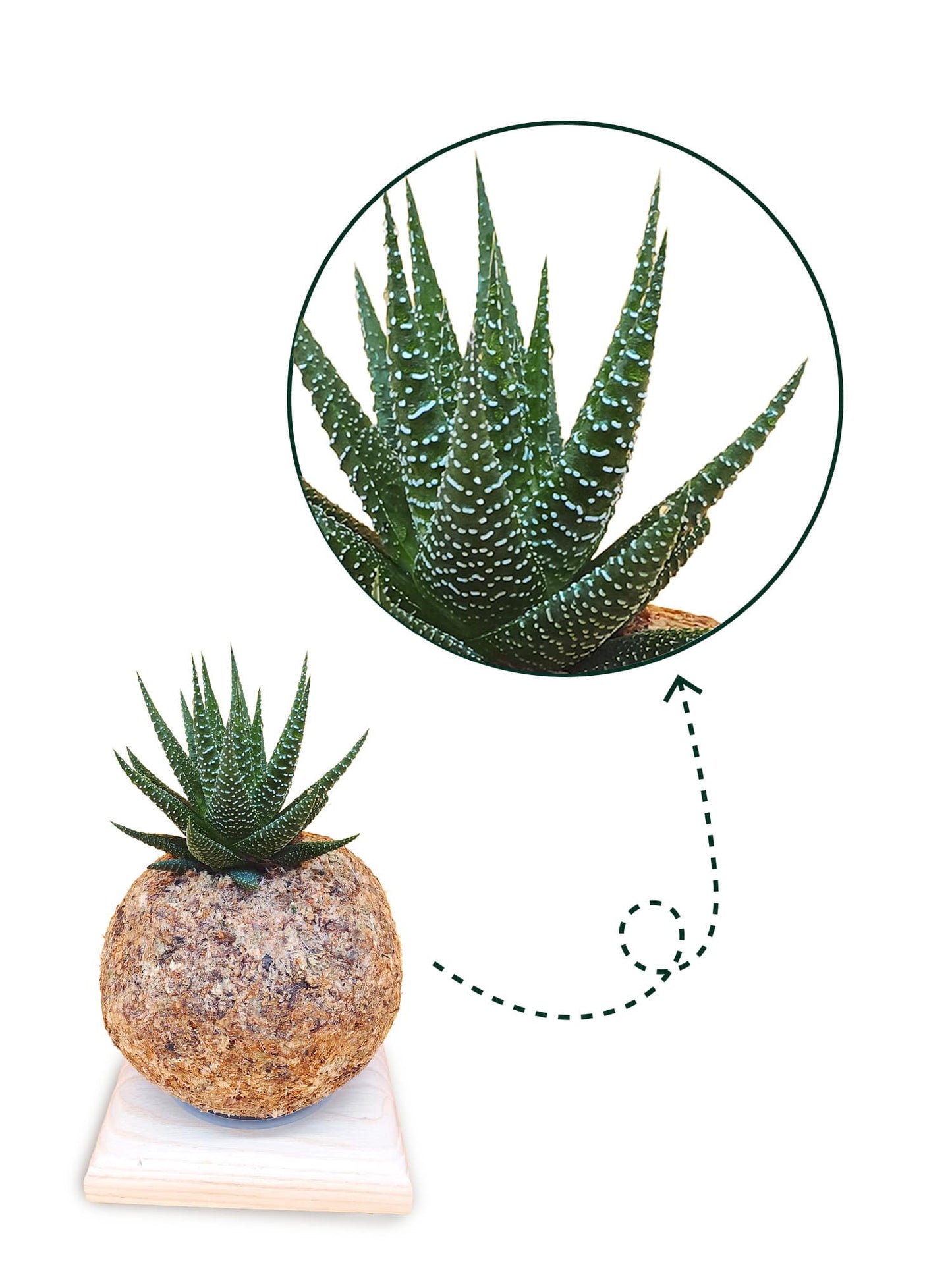 Haworthia universe