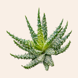 Aloe Humilis - Boulkimouss