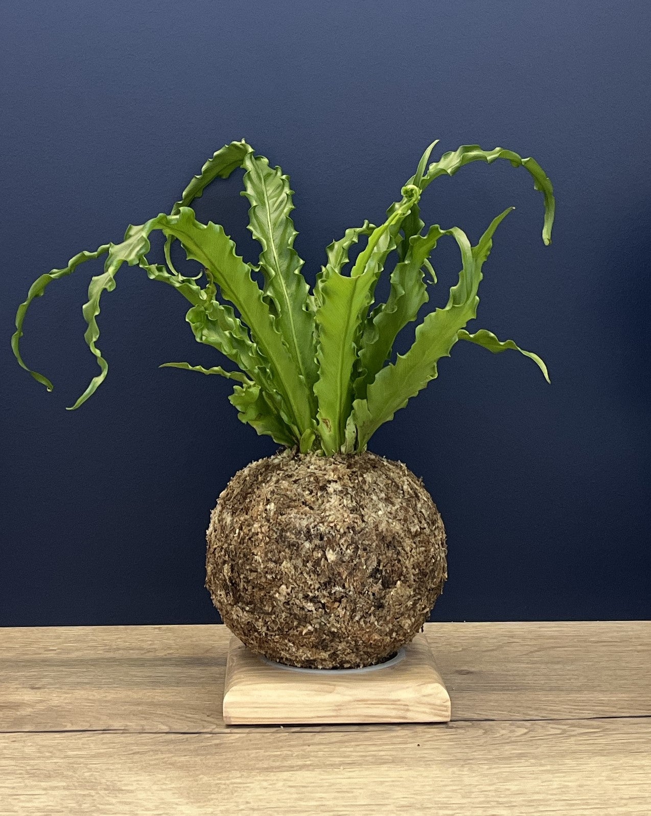 Asplenium - Boulkimouss