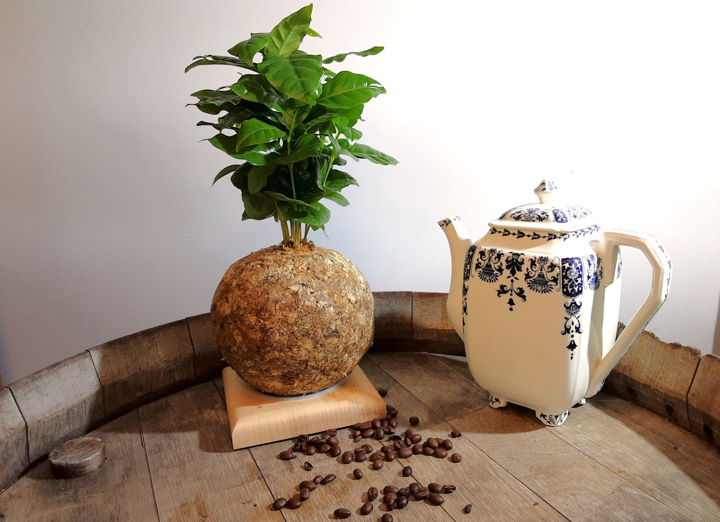 Coffea arabica - Boulkimouss