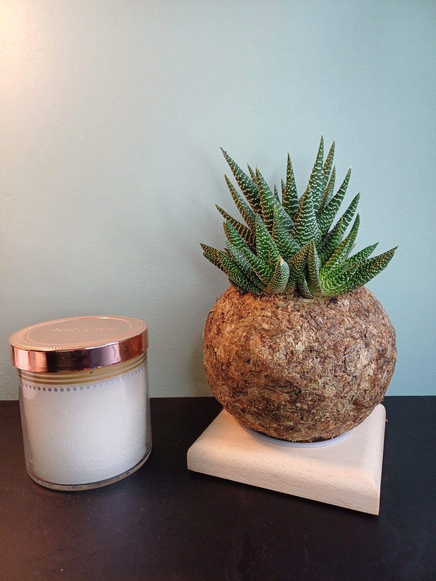 Gasterhaworthia - Boulkimouss