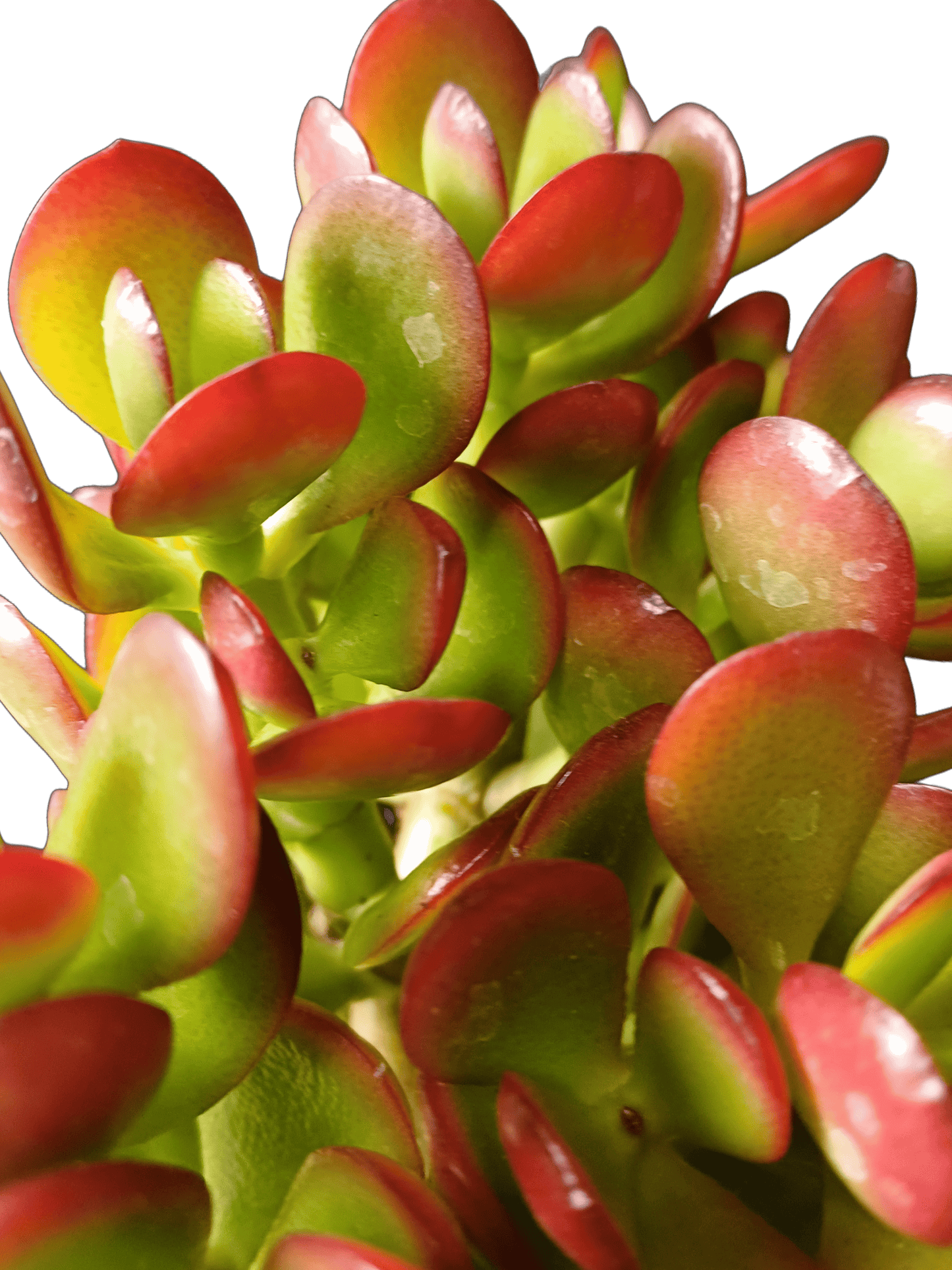 Crassula Sunset