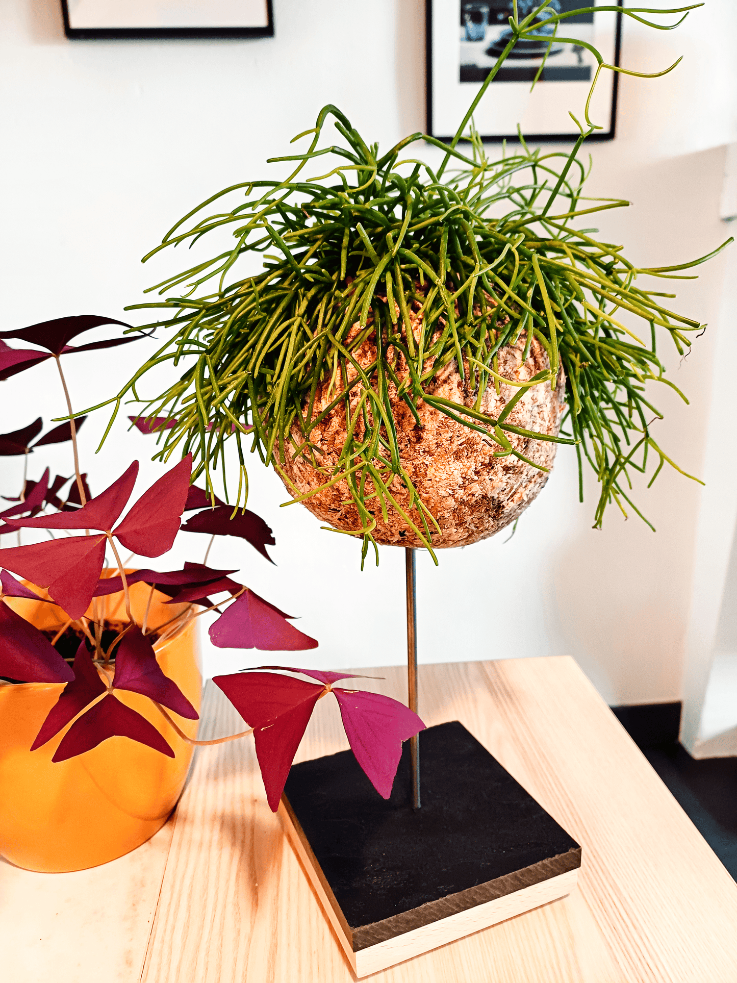 Rhipsalis