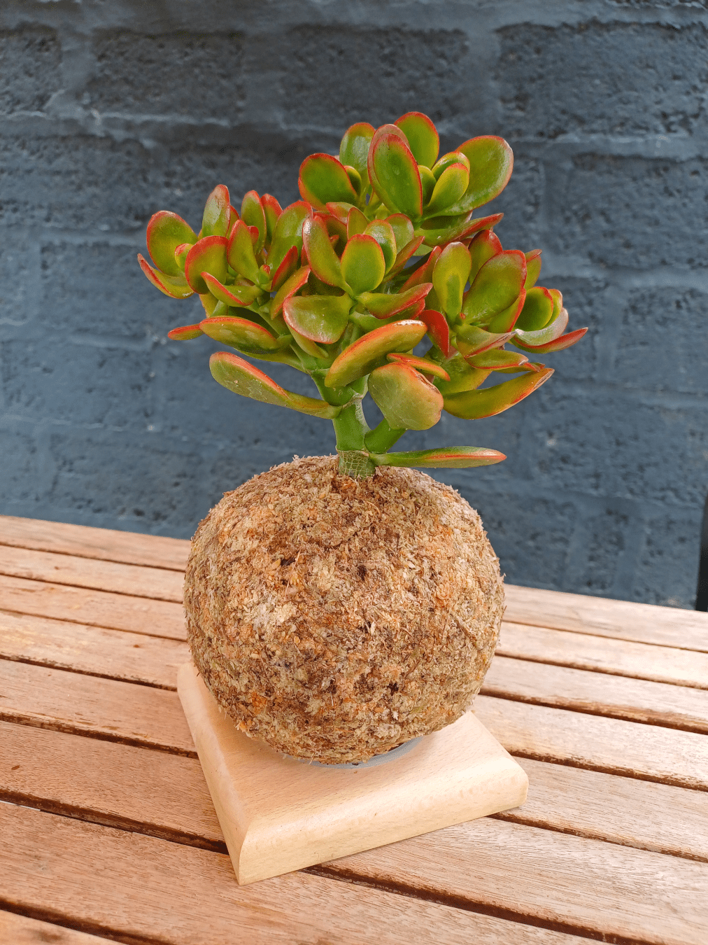 Crassula Sunset