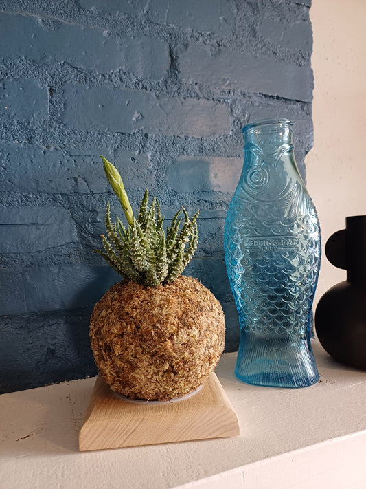 Coup de projecteur sur l 'Aloe humilis