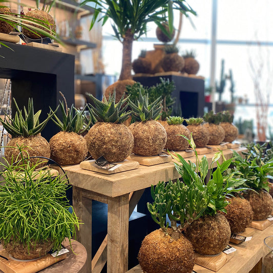 Qu’est-ce qu’un kokedama et comment l’entretenir ?