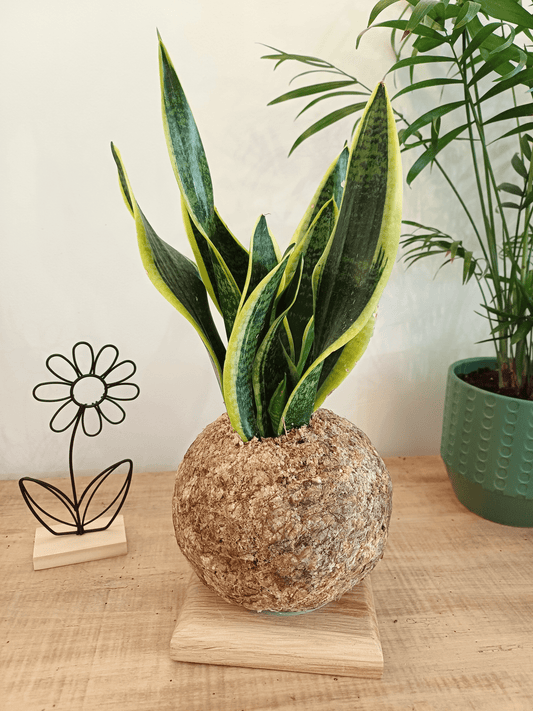 Les succulentes en kokedama