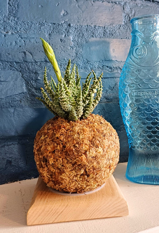 Aloe Humilis