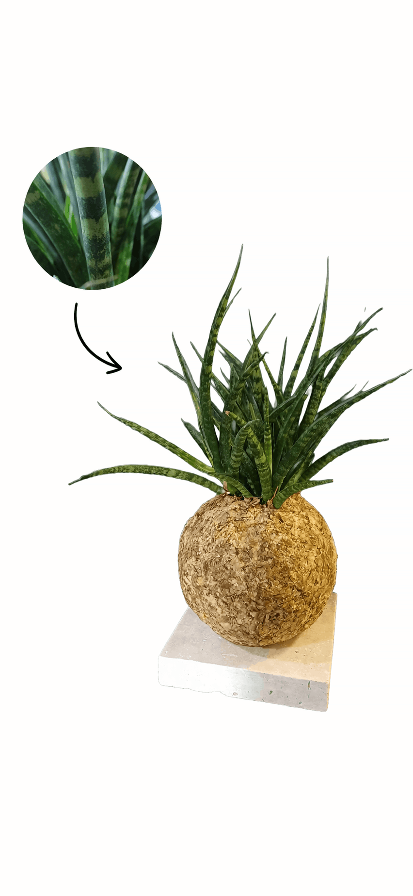 Sansevieria "fernwood"
