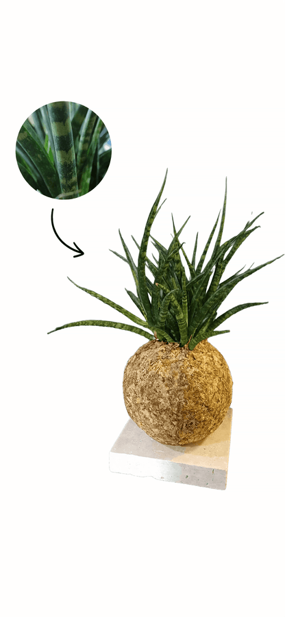 Sansevieria "fernwood"
