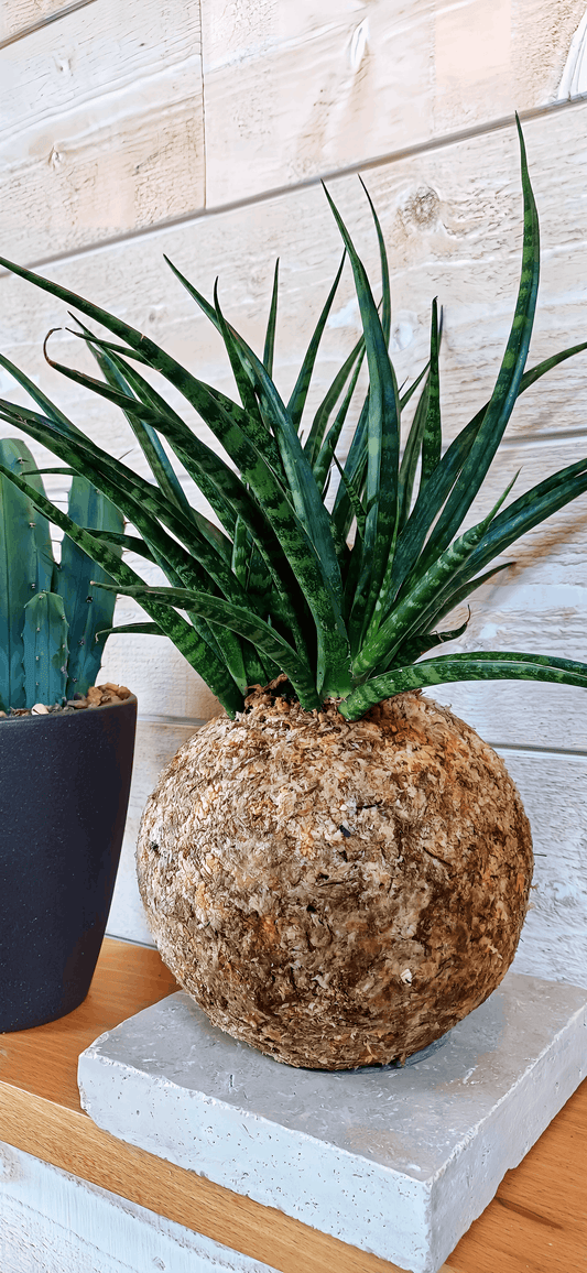 Sansevieria "fernwood"